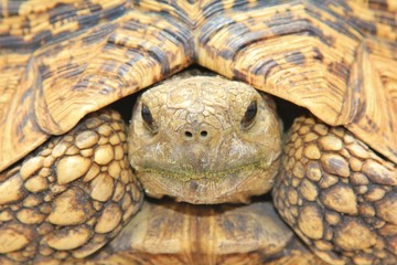 Leopard Skinned Tortoise - African Reptile Background - Looking at You
