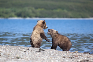 Obraz premium pair kids cubs plays on the river bank