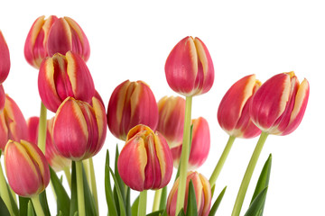 Bunch of red tulips on a white background