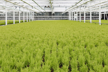 Dutch horticulture with cypresses growing in a greenhouse