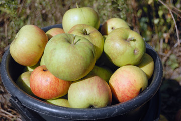 Apples in the bucket