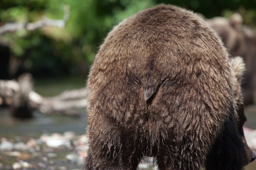 bear ass close up