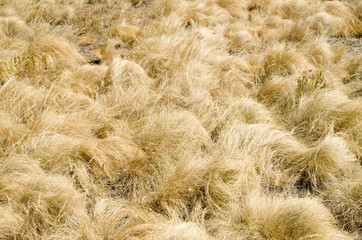 Yellow grass of mountain meadow in the fall