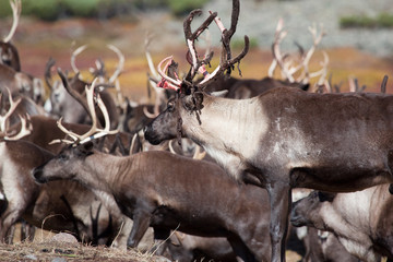 Caribou  reindeer wih broken horns. Kamchatka in rut