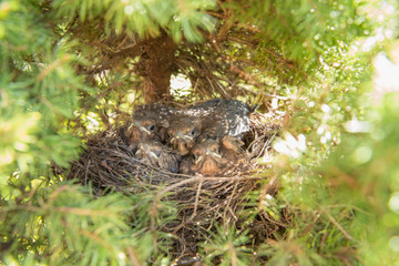 4 junge Amselküken schauen aus dem Nest heraus