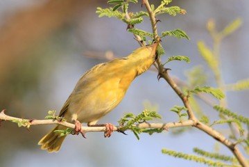 Southern Masked Weaver - African Wild Bird Background - Gathering Nest Building Supplies