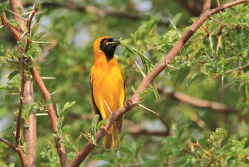 Southern Masked Weaver - African Wild Bird Background - Symbol of life and peace