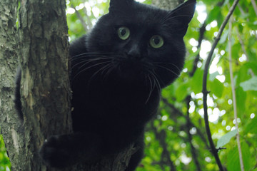 Black cat on the tree