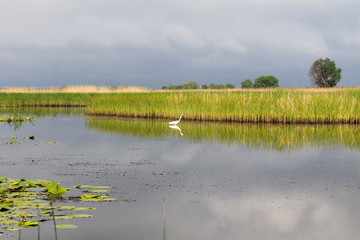 White egret on the river
