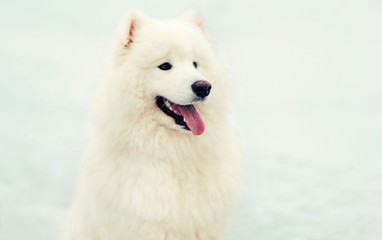 Cute happy winter white Samoyed dog sitting on snow