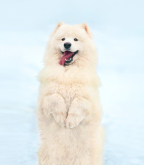 Happy white Samoyed dog in winter on snow stands on its hind leg