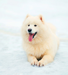 Portrait happy white Samoyed dog lying on snow winter