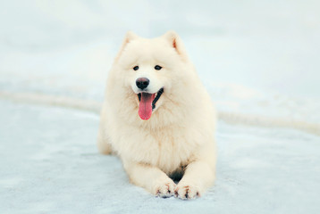 Portrait happy winter white Samoyed dog lying on snow