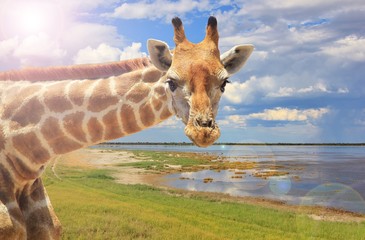 Giraffe Background - African Wildlife - Summer Shine