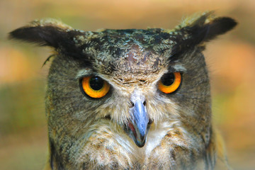 Great Horned Owl - Wild Raptors from the USA - Nature's Bright Eyes