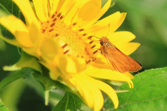 Moth beauty - Sunflower background of color and beauty