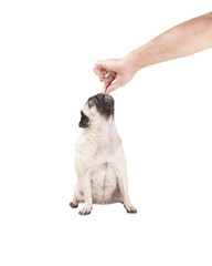 Obraz premium cute pug puppy dog sitting and eating a treat from hand of man, isolated on white background