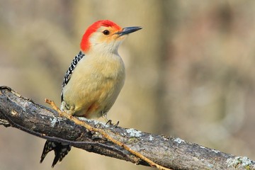 Red Bellied Woodpecker - Wild Bird Background - Perch of Color