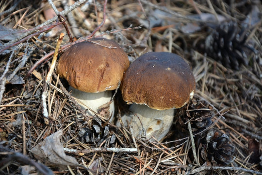 Cep mushroom in the forest