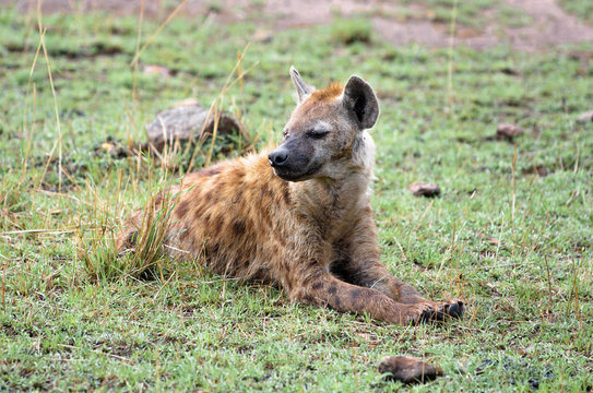 Hyena Side Face