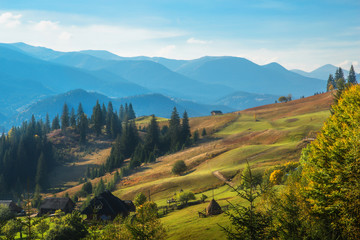 Autumn in the Carpathian mountains. Green hills with fir-trees