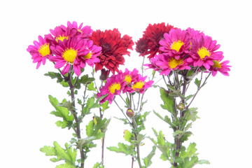Fototapeta premium 菊