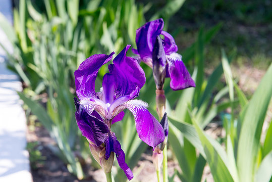 Close up of purple Japanese iris flowers. Blooming iris at the park.