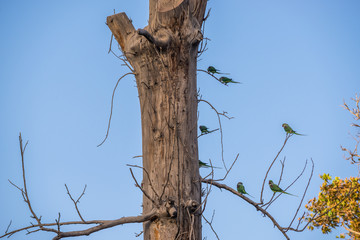 Parrots on the tree in Golestan Palace area in Tehran, capital of Iran