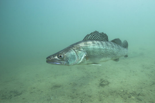 Freshwater Fish Pike Perch (Sander Lucioperca) In The Beautiful Clean Pound. Underwater Shot In The Lake. Wild Life Animal. Pike Perch In The Nature Habitat With Nice Background. Live In The Lake.