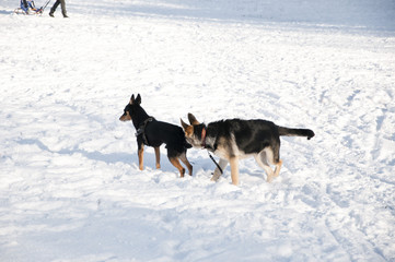 black dogs on sunny winter snow