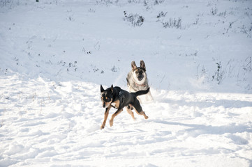 Fototapeta na wymiar black dogs on sunny winter snow