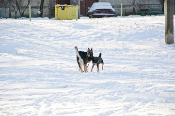 black dogs on sunny winter snow