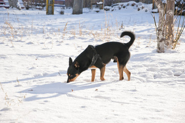 Fototapeta na wymiar black dog on sunny winter snow
