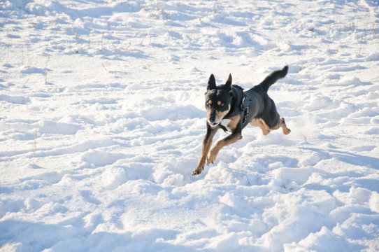 Black Dog On Sunny Winter Snow