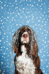 cute dog with tangled christmas tinsel on her head