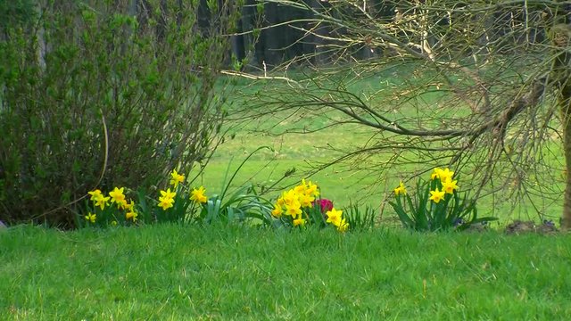 Fr&uuml;hling ist und gelbe Narzissen und rote Primeln bl&uuml;hen (Kamerazoomfahrt)