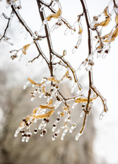 Tree branch covered with ice