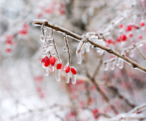 Icy branches with red berries of barberry