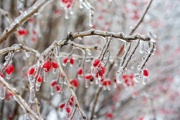 Icy branches with red berries of barberry