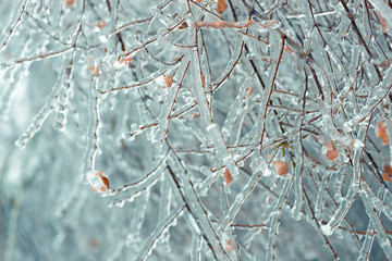 Tree branches frozen in the ice. Frozen tree branch in winter forest.