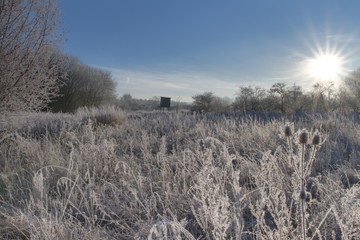 Deer Stand On A Frosty Morning At Krefeld