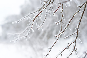 Tree branches frozen in the ice. Frozen tree branch in winter forest.