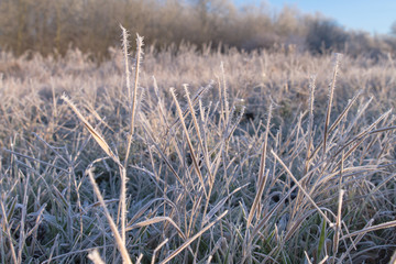 Fototapeta premium Ice Crystal On Grass Krefeld