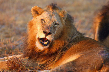 Naklejka na ściany i meble The Transvaal lion (Panthera leo krugeri), also known as the Southeast African lion or Kalahari lion grins into the camera