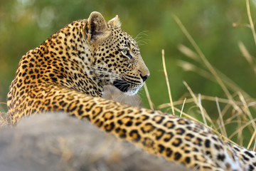 The African leopard (Panthera pardus), young female lying on termite