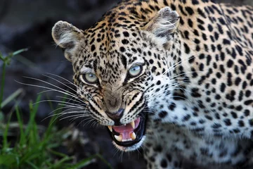 Foto op Plexiglas Panter The leopard (Panthera pardus),leopardess teeth bared, impending mother