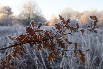 Acorn Leaves With Frost And Ice Crystals