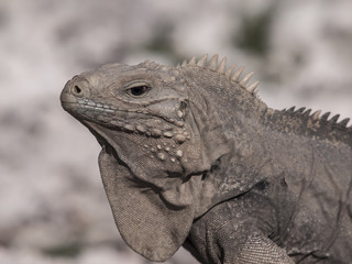 Cuban rock iguana (Cyclura nubile)