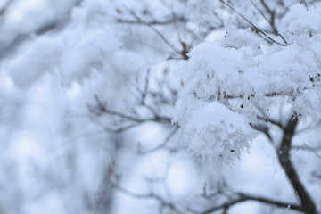 fluffy smoke tree branch in the snow Christmas festive winter background