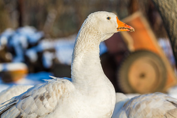 Белые гуси на подворье зимой